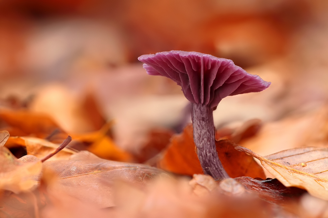 Amethyst Deceiver 4